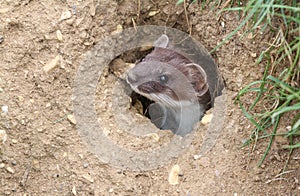 A Stoat Mustela erminea peaking out of a hole in the ground.