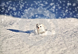 Stoat Mustela erminea. Short-tailed weasel.