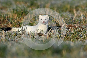 stoat & x28;Mustela erminea& x29;,short-tailed weasel Germany