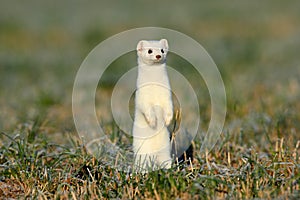 stoat & x28;Mustela erminea& x29;,short-tailed weasel Germany