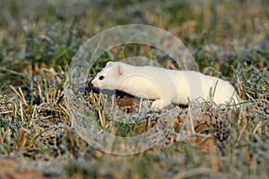 stoat & x28;Mustela erminea& x29;,short-tailed weasel Germany