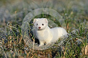 stoat & x28;Mustela erminea& x29;,short-tailed weasel Germany