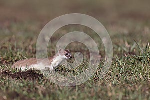 stoat (Mustela erminea),short-tailed weasel  Germany