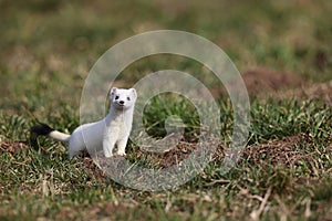 stoat (Mustela erminea),short-tailed weasel  Germany