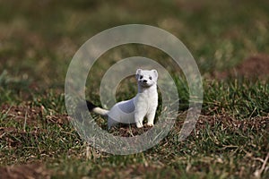 stoat (Mustela erminea),short-tailed weasel  Germany