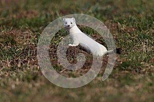 stoat (Mustela erminea),short-tailed weasel  Germany