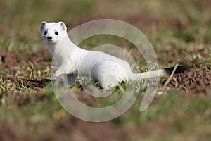 stoat (Mustela erminea),short-tailed weasel  Germany