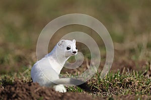 stoat (Mustela erminea),short-tailed weasel  Germany