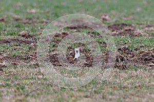 stoat (Mustela erminea),short-tailed weasel Germany