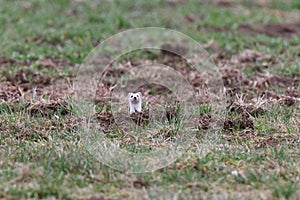 stoat (Mustela erminea),short-tailed weasel Germany