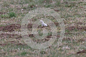 stoat (Mustela erminea),short-tailed weasel Germany