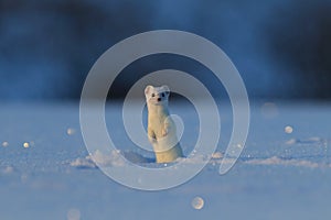 stoat (Mustela erminea),short-tailed weasel in the  Winter Germany