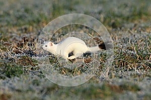 stoat (Mustela erminea),short-tailed weasel in the Winter Germany