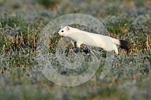 stoat (Mustela erminea),short-tailed weasel in the Winter Germany