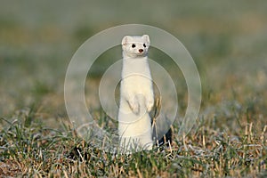 stoat (Mustela erminea),short-tailed weasel in the Winter Germany