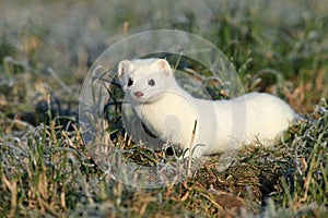 stoat (Mustela erminea),short-tailed weasel in the Winter Germany