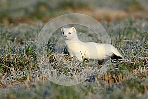 stoat (Mustela erminea),short-tailed weasel in the  Winter Germany