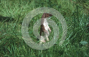 Stoat, Mustela erminea, photo