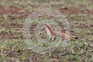 stoat (Mustela erminea) Swabian Alps  Germany