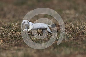 Stoat (Mustela erminea) Swabian Alps  Germany