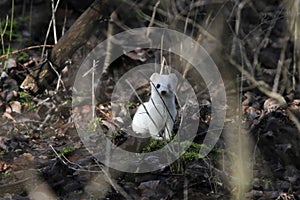 Stoat Mustela erminea in winter fur in a forest