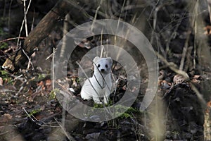 Stoat Mustela erminea in winter fur in a forest