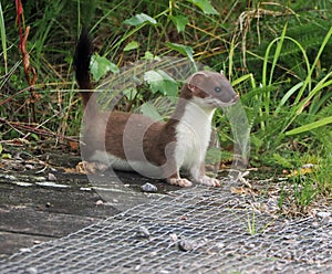 Stoat side view showing white throat