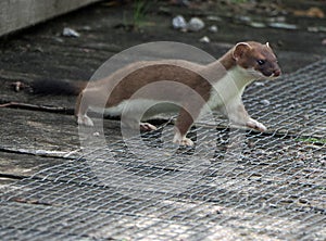 Stoat trotting across a wooden bridge