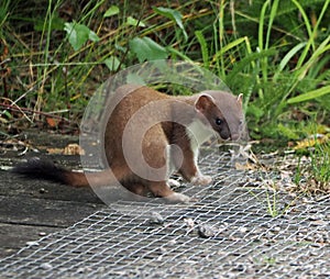 Stoat turning round to face camera