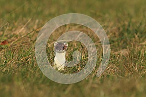 stoat & x28;Mustela erminea& x29;,short-tailed weasel Germany photo
