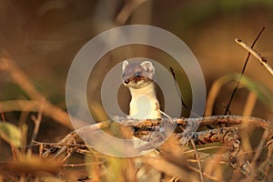 stoat & x28;Mustela erminea& x29;,short-tailed weasel Germany photo