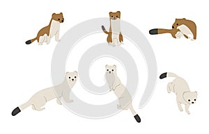 stoats,ermine and weasels 5