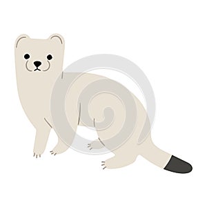 stoats,ermine and weasels cute 11