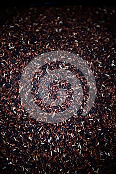 Stock of black rice or riceberry is a product of Thailand