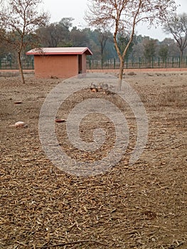 Stock of deers sitting together beside their house