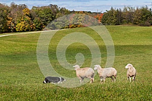 Stock Dog (Border Collie) and Sheep (Ovis aries) Standoff photo