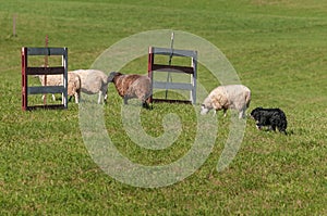 Stock Dog Moves Group of Sheep Ovis aries Through Fences photo