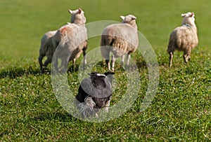 Stock Dog Moves Group of Sheep Ovis aries Out Into Field photo