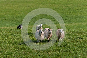 Stock Dog Runs In Behind Group of Sheep Ovis aries photo