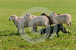 Stock Dog Runs with Group of Sheep Ovis aries