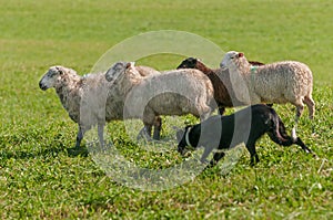 Stock Dog Runs with Group of Sheep Ovis aries photo