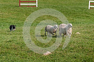 Stock Dog Runs Sheep Ovis aries Through Herding Course