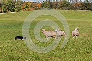 Stock Dog and Sheep (Ovis aries) Standoff