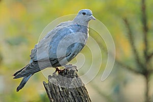 Stock dove