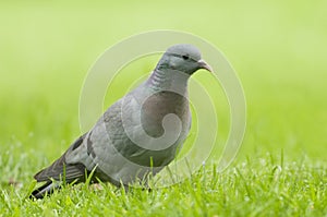 Stock Dove;( Columba oenas)