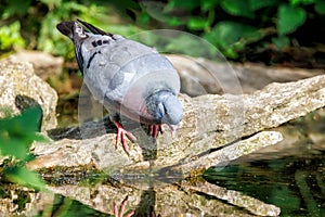 Stock Dove - Columba oenas having a drink.