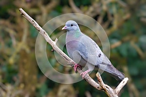 Stock Dove - Columba oenas perched on a branch