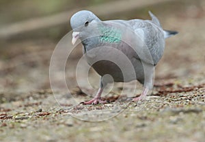 A Stock Dove, Columba oenas, searching for food along the bank of a lake.