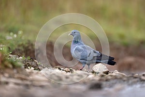 Stock dove, Columba oenas