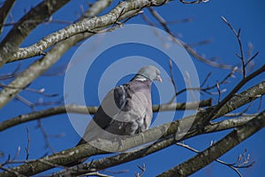 Stock Dove sitting on a branch